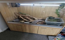 Dragon reptiles for sale: Green water dragon - Image 2