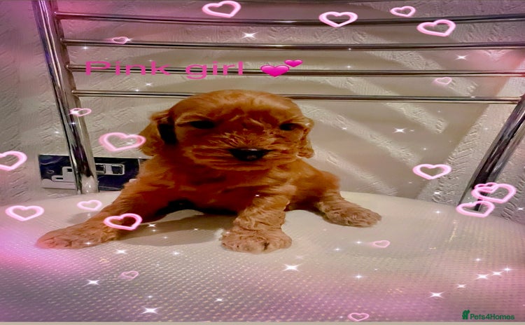 Cockapoo dogs - Advert 4