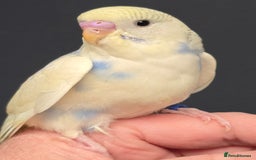 Budgerigars birds for sale: Beautiful Baby Budgies Ready now!!! - Image 6