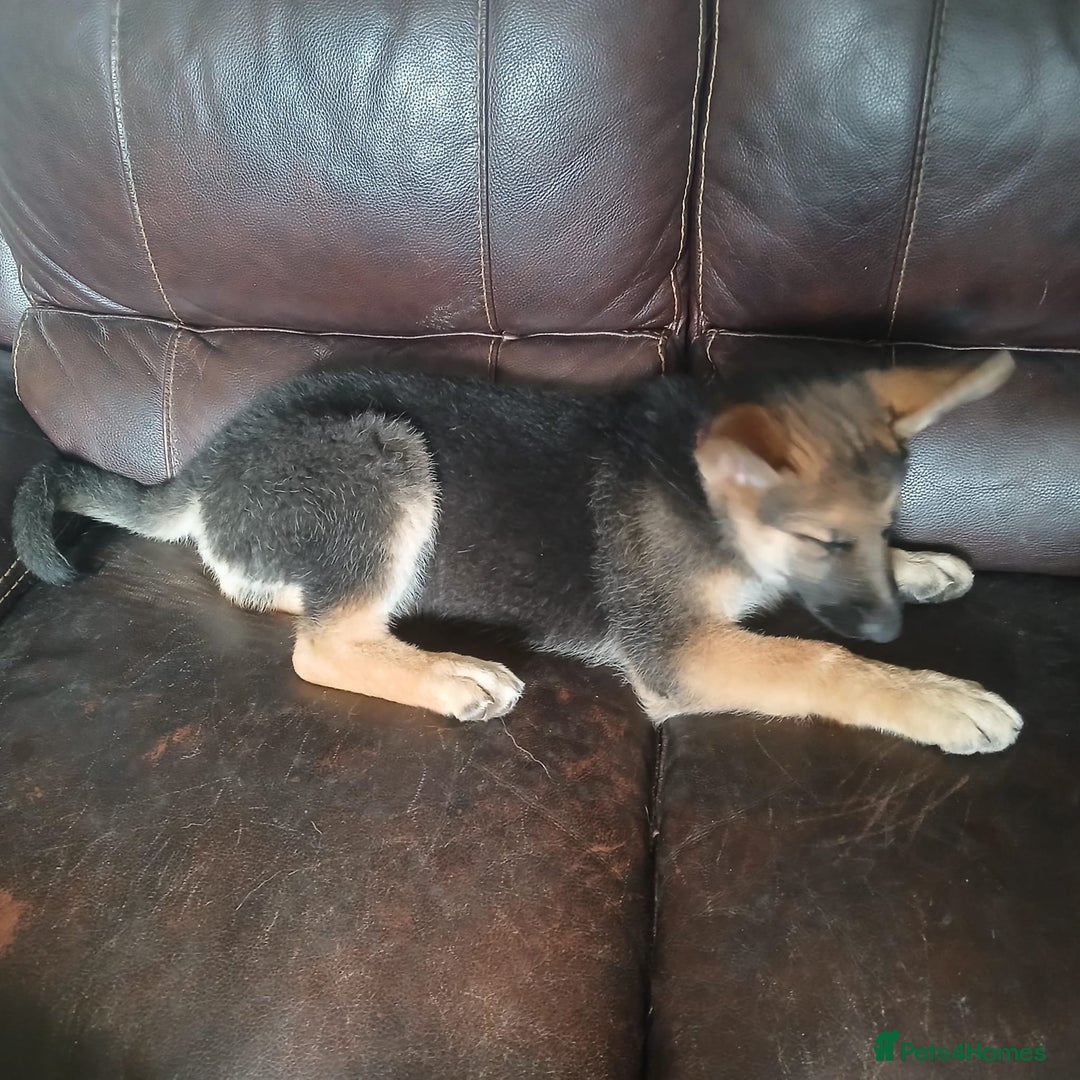 German Shepherd dogs for sale: Beautiful German Shepherd Puppies - Image 21