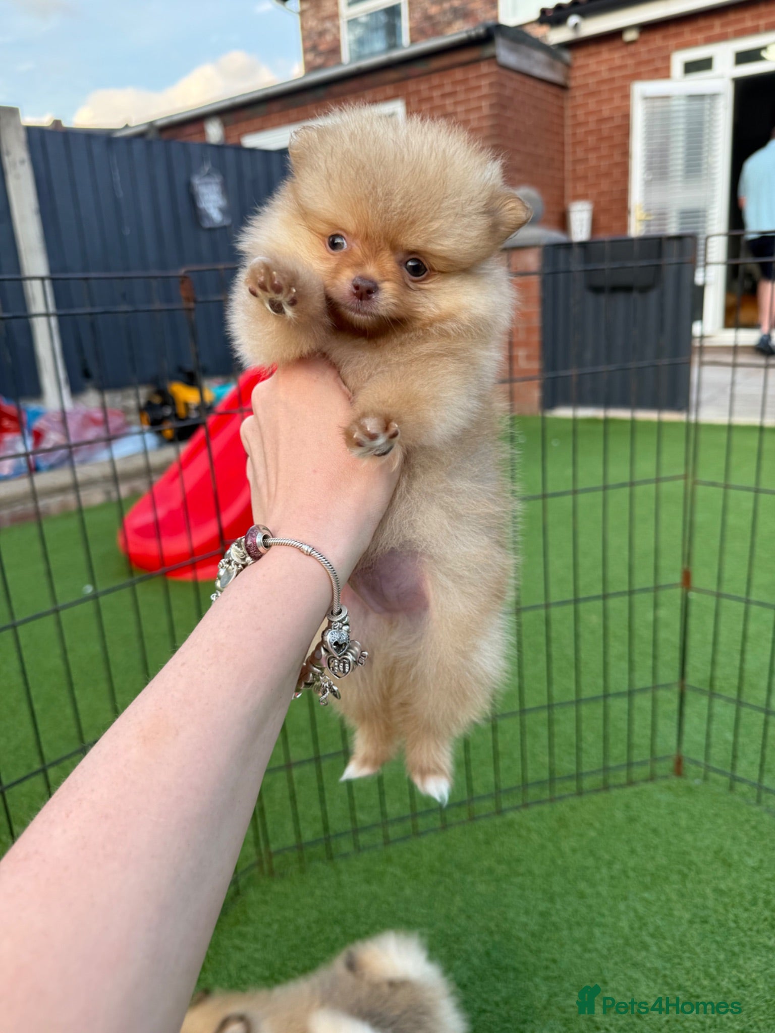 Pomeranian dogs for sale:  **  Pomeranian puppy ready to leave last male  - Advert 2
