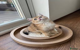 Scottish Fold cats for sale: ✨ Gorgeous Playful Kittens Ready Now ✨ - Image 10