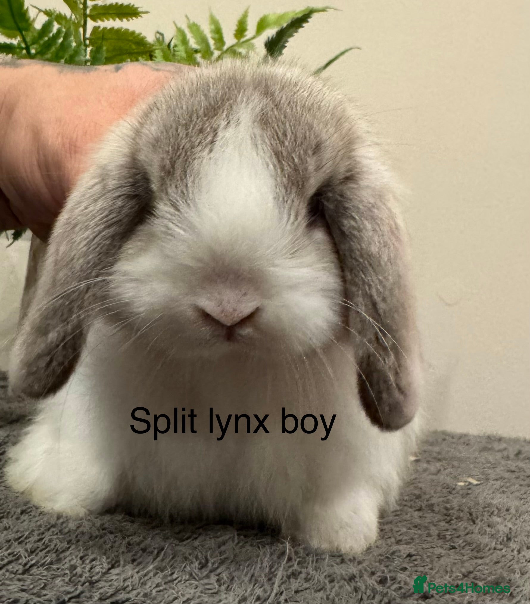 Mini Lop rabbits 🐰1 mini lop boy now ready to go 🐰 - Advert 1