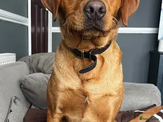 Labrador Retriever dogs Male 3y/o red fox Labrador for rehoming - Advert 2