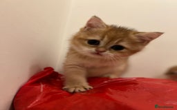 British Shorthair cats for sale: Only two boys left ready to go ❤️ - Image 24