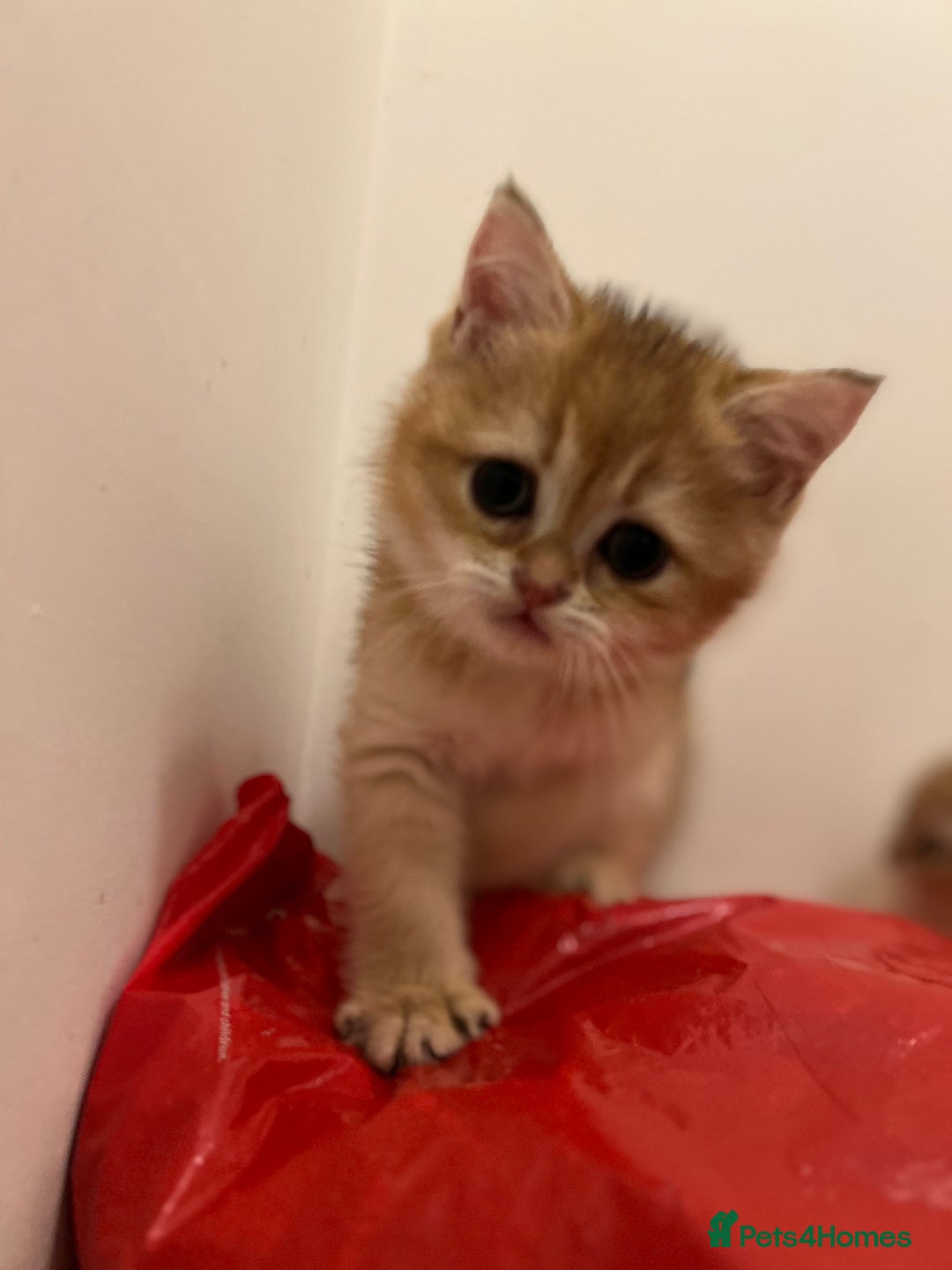 British Shorthair cats for sale: Only two boys left ready to go ❤️ - Image 24
