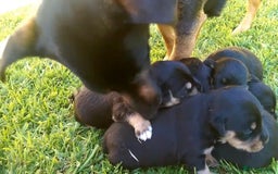 Jack Russell dogs for sale: Jack Russell Puppies  - Image 16