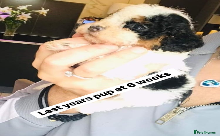 Cavapoo dogs - Advert 4