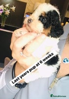 Cavapoo dogs - Advert 5