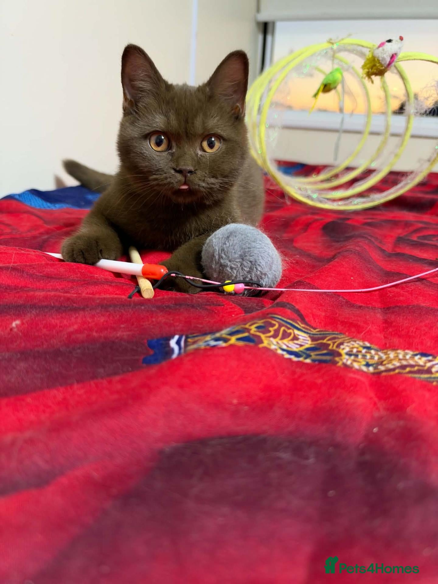 British Shorthair cats Rare Cinnamon Color British Shorthair Kittens - Advert 1