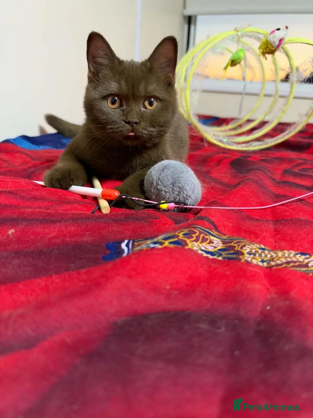 British Shorthair cats for sale: Rare Cinnamon Color British Shorthair Kittens - Advert 1