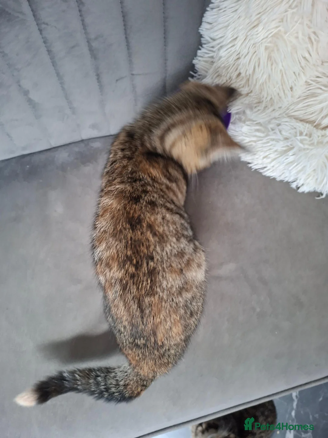 Domestic Shorthair cats for sale: Little Girl - Advert 4