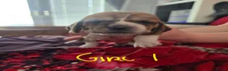 Basset Hound dogs for sale: Basset hound pups kc REG - Advert 8