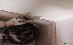 Mixed Breed cats for sale: For Sale  - Image 3