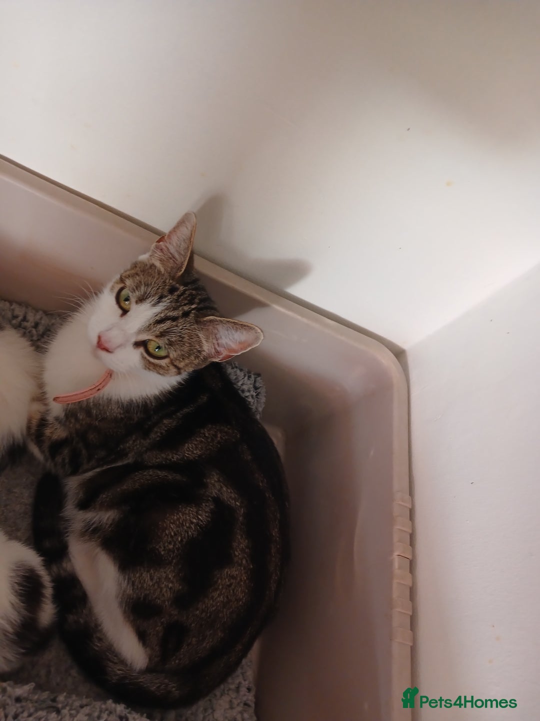 Mixed Breed cats for sale: For Sale  - Image 3