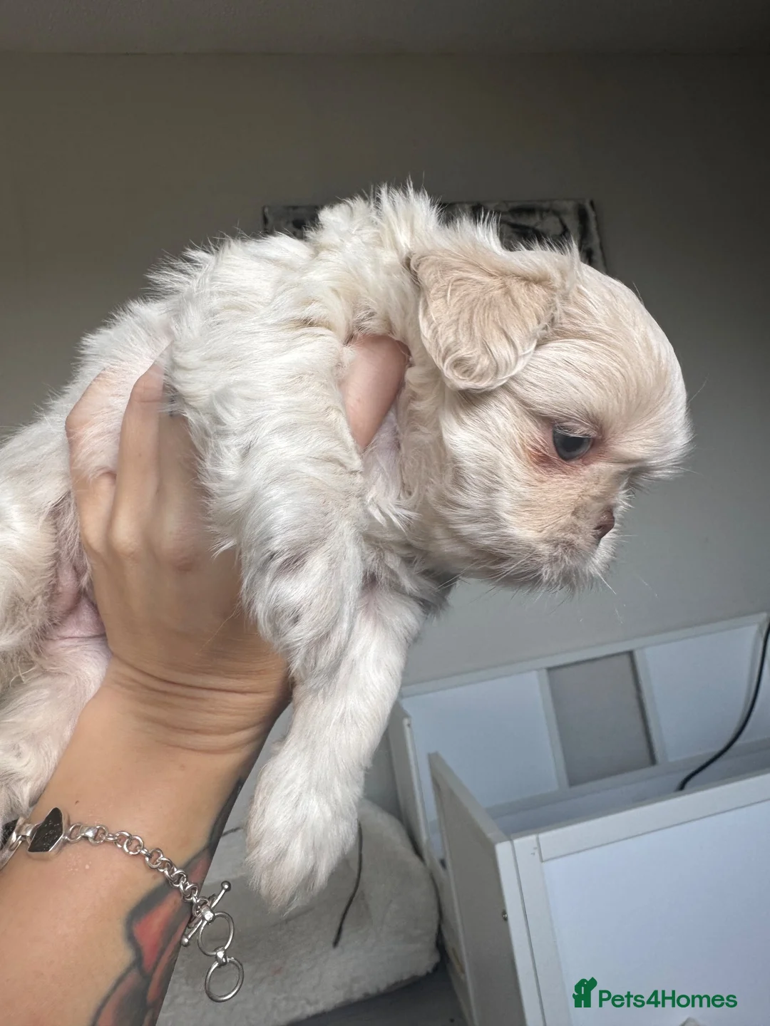Shih Tzu dogs for sale: 🐶💕 BEAUTIFUL SHIH TZU PUPPIES – 7 GIRLS! 💕🐶 - Advert 30