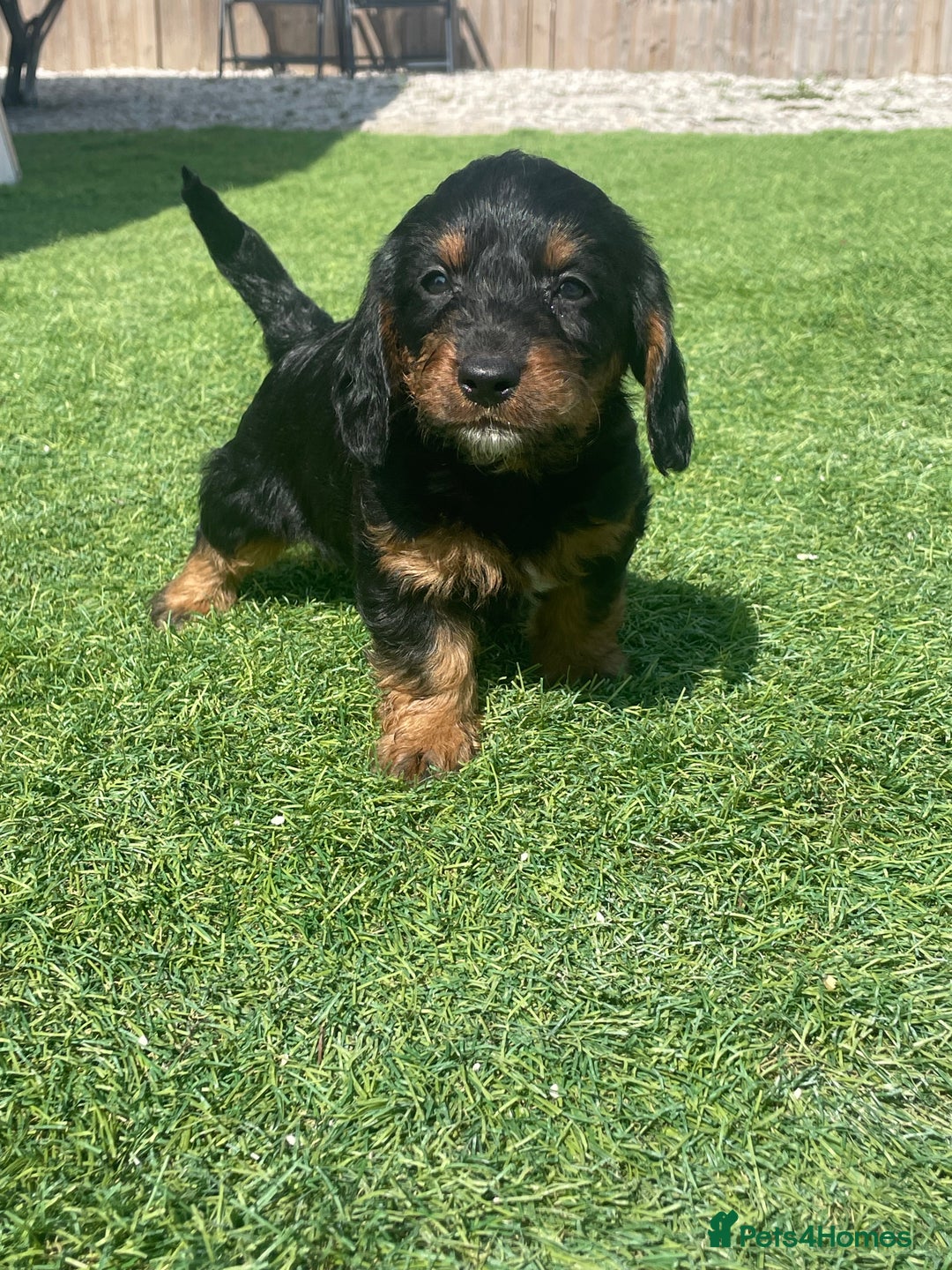 Doxiepoo dogs for sale: Doxiepoos - Image 24