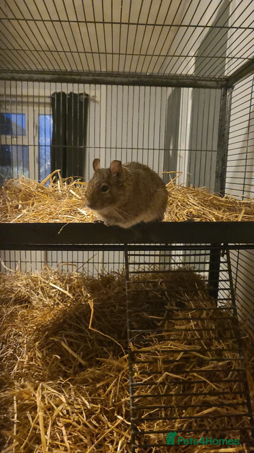Degus rodents for sale: One male degu  - Advert 1