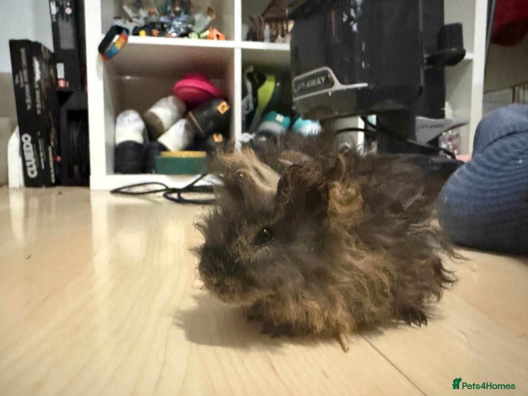 Guinea Pig rodents for sale: Boar Lunkarya guinea pigs  - Image 4