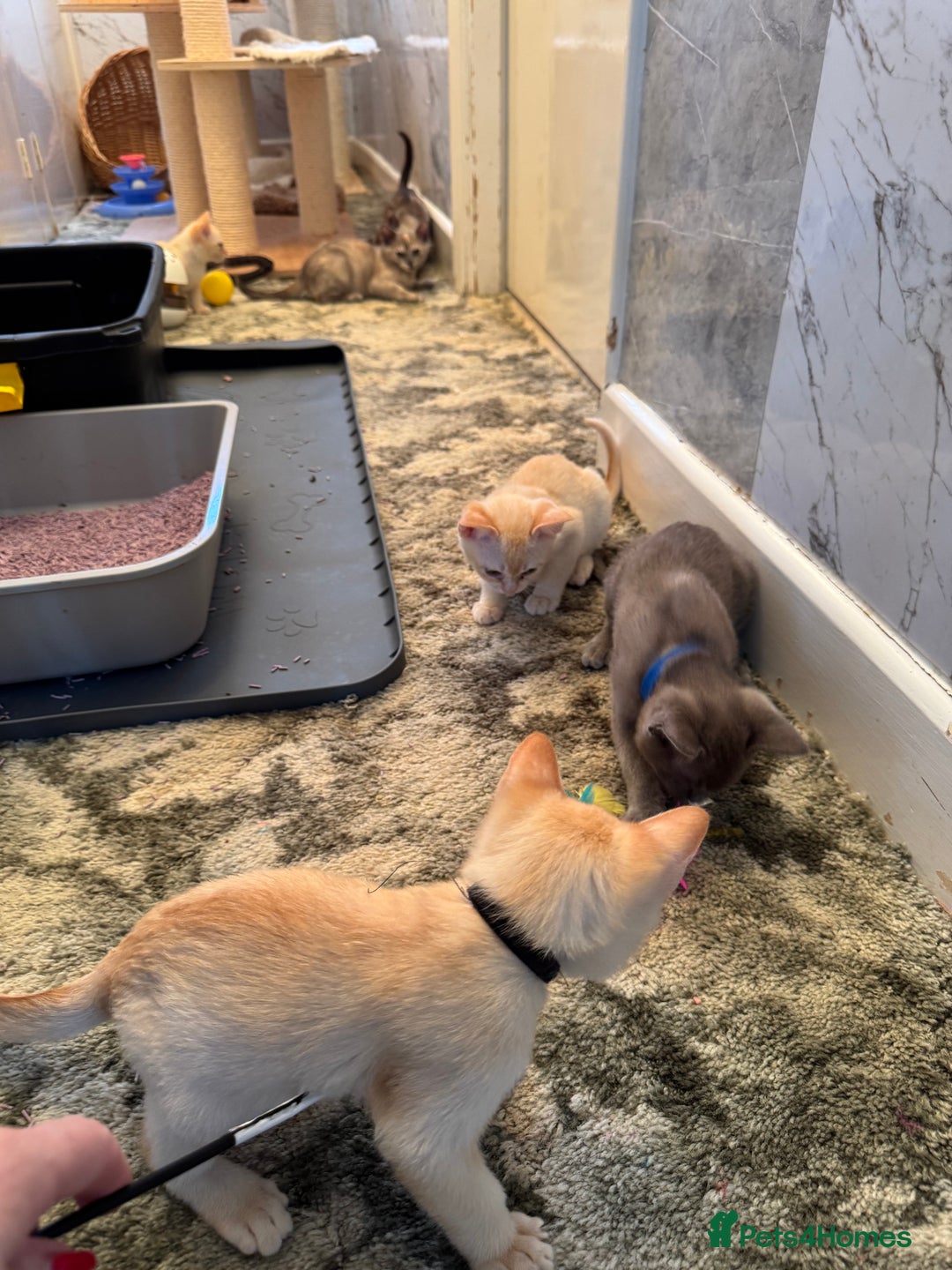 Burmese cats for sale: Burmese Kittens For Sale - Advert 27