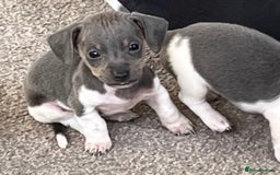 Miniature Dachshund dogs for sale: Micro mini dachshund  - Image 14