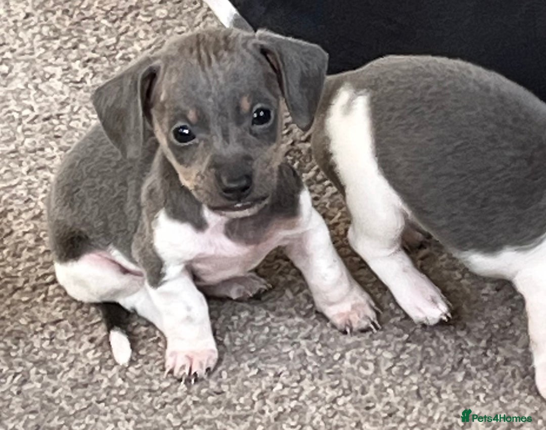 Miniature Dachshund dogs for sale: Micro mini dachshund  - Image 14