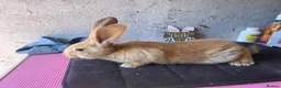 Continental Giant rabbits for sale: Pure continental giants  - Advert 4