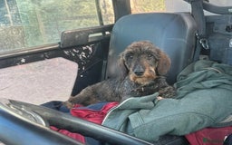 Dachshund dogs for sale: Wiredhaired teckel dachshund bitch - Image 1