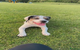 Mixed Breed dogs for sale: Meet Thor  - Image 9