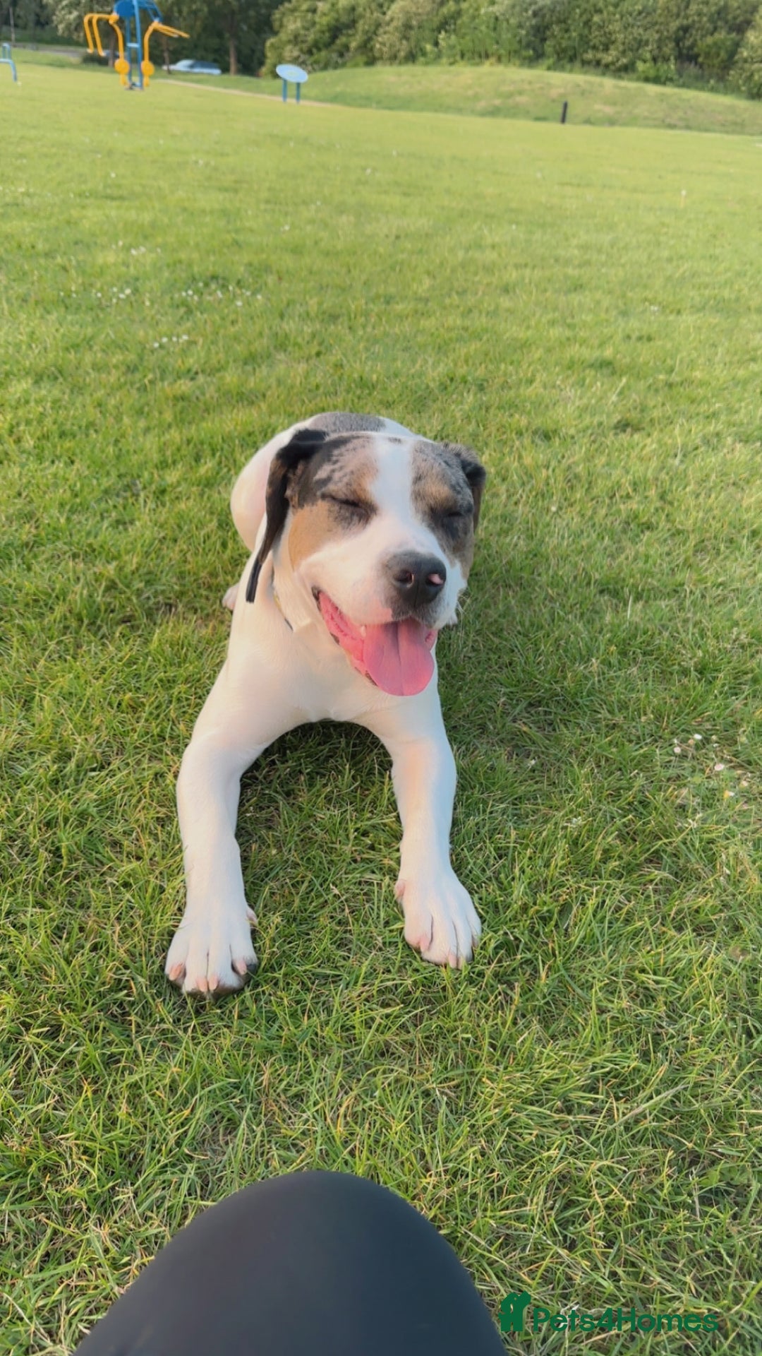 Mixed Breed dogs for sale: Meet Thor  - Image 9