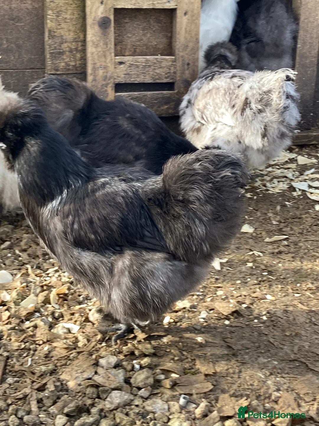 Chickens poultry for sale: Silkies mixed colours - Advert 2