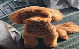 Miniature Poodle dogs for stud: Marley - KC Reg Red Miniature Poodle ready to stud - Image 7