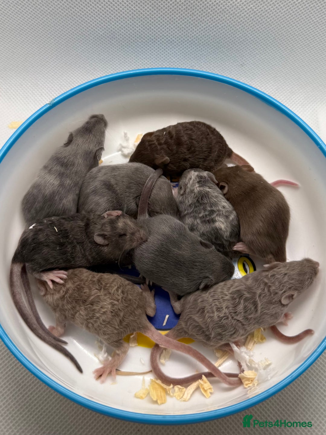 Mouse rodents for sale: Ethically Bred Mouse Pups - Waiting List Open!  - Advert 8
