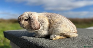 Mini Lop rabbits - Advert 9