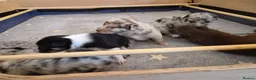 Border Collie dogs for sale: A litter of 5 beautiful collie pups  - Advert 9