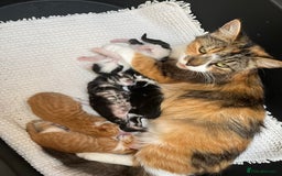 Siberian cats for sale: Kittens  - Image 6