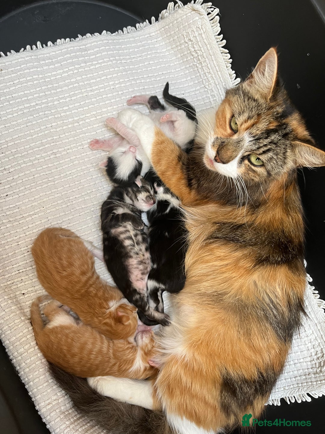 Siberian cats for sale: Kittens  - Image 6