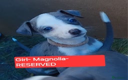 Mixed Breed dogs for sale: Italian Greyhound x Whippet puppies - Image 12