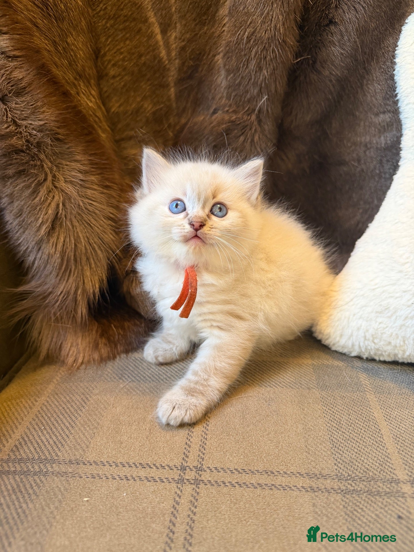 Ragdoll cats 1 left.Stunning ragdoll kittens.Fully vet checked. - Advert 2