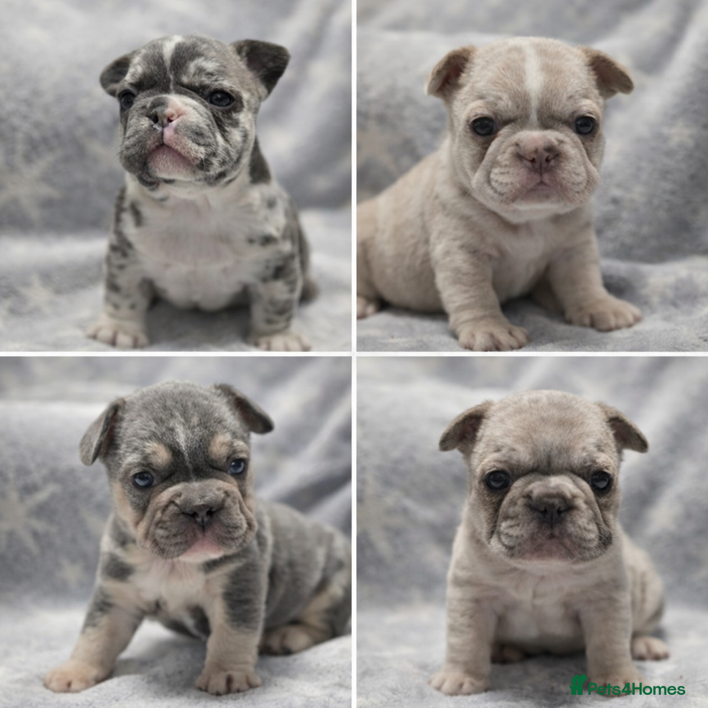 French Bulldog dogs French Bulldog Puppies Available - Advert 7