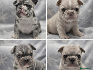 French Bulldog dogs French Bulldog Puppies Available - Advert 12