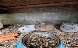 Netherland Dwarf rabbits for sale: 4 baby Netherland dwarf rabbits for sale £50 each  - Image 9