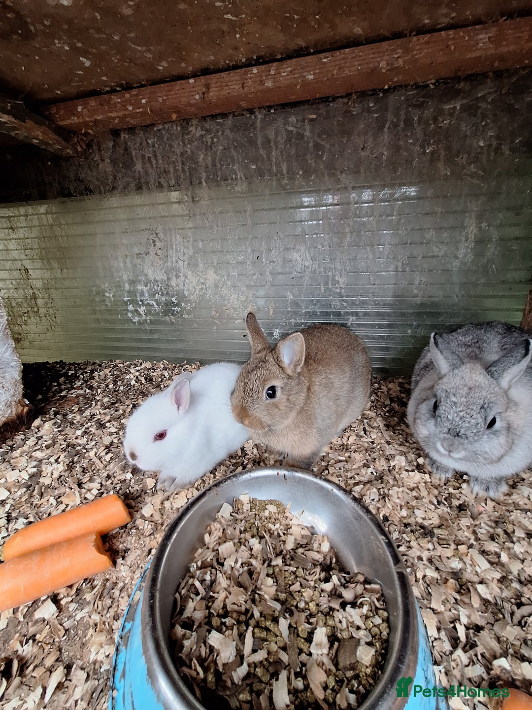 Netherland Dwarf rabbits for sale: 4 baby Netherland dwarf rabbits for sale £50 each  - Image 9