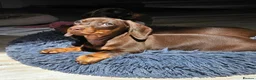 Miniature Dachshund dogs for sale: Adorable Miniature Dachshund Puppy - Chocolate  in London - Advert 10