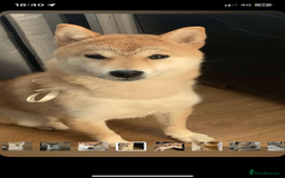 Japanese Shiba Inu dogs for sale: Female Japanese shilba inu  - Image 1