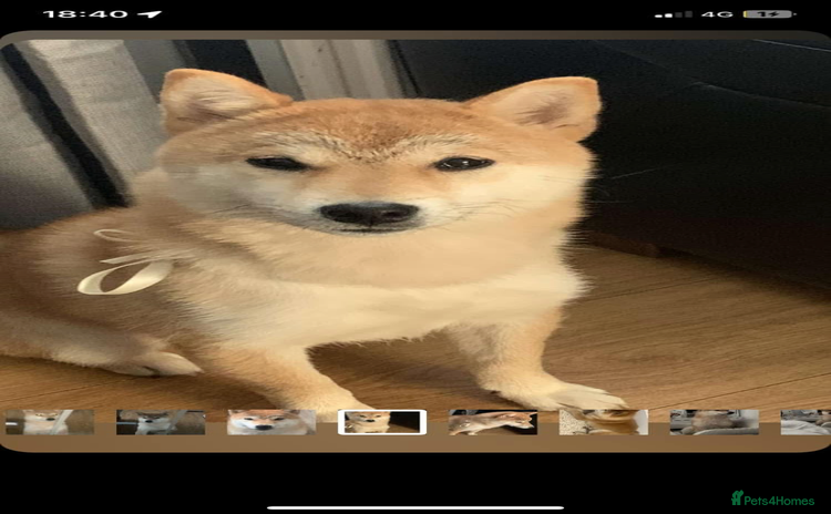 Japanese Shiba Inu dogs - Advert 1