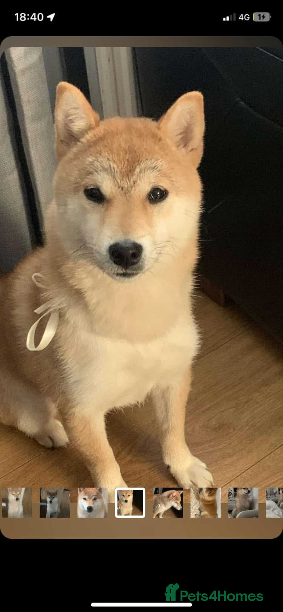Japanese Shiba Inu dogs for sale: Female Japanese shilba inu  - Image 1