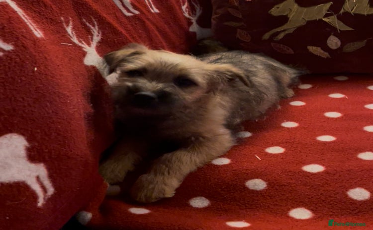 Mixed Breed dogs - Advert 1