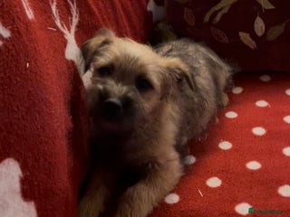 Mixed Breed dogs - Advert 3