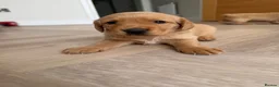 Goldador dogs for sale: Goldador puppies  - Advert 13